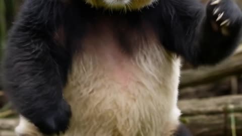 PANDA DANCING