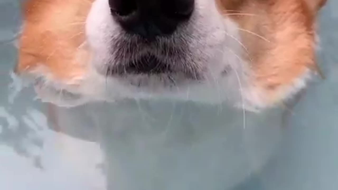 Funny animals