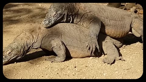 C16 Komodo Dragon Poop Crystal Grid Sound Frequency