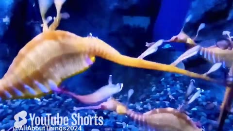 Sea dragon #georgiaaquarium #fish #aquarium