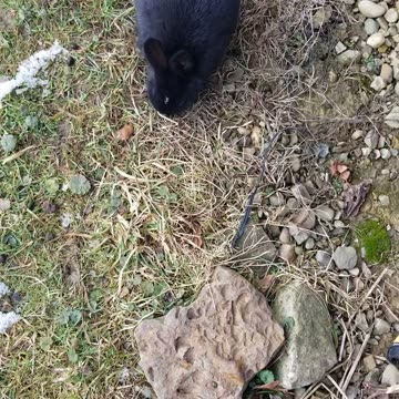 we do a little chomping | #SparklegleamFarm #Bunny #homestead