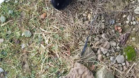 we do a little chomping | #SparklegleamFarm #Bunny #homestead