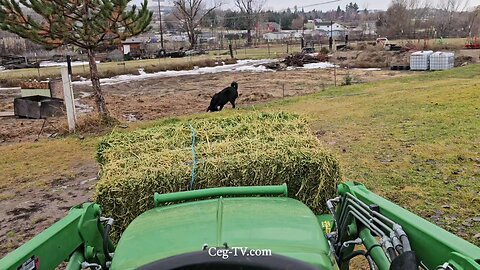 Graham Family Farm: 11:00 AM December 24th 2024