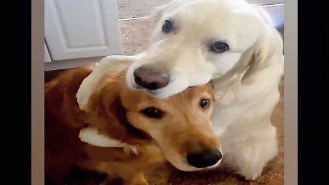 Funny adorable dogs 🐶❤️🐕