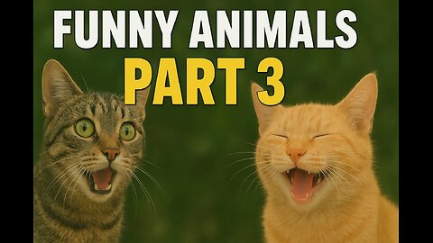 Funny animal videos 2026 - Funny cats/dogs - Funny animals - PART3