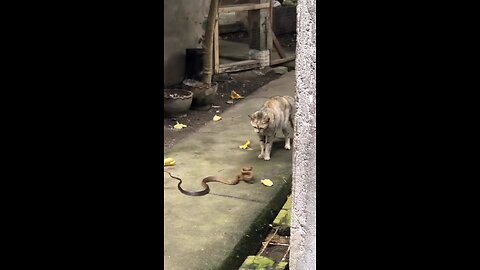 Big cats