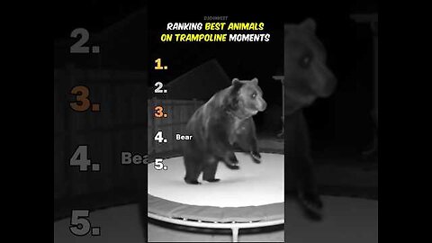Ranking Best Animals On Trampoline Moments
