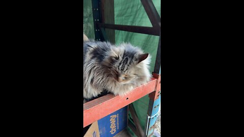 Harry the Cat!