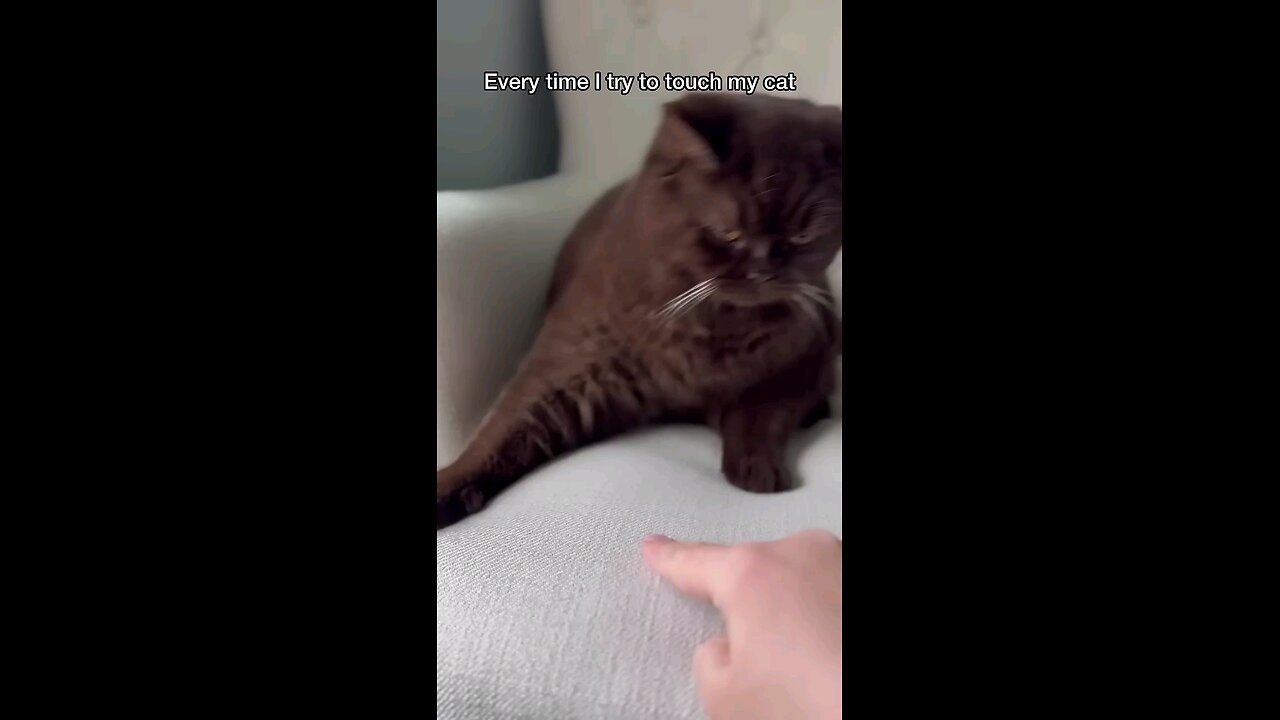 funny cat