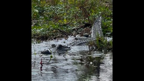 NEARLY EATEN BY AN ALLIGATOR!