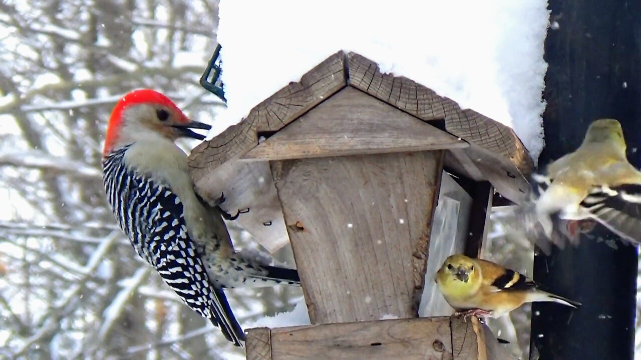 Red-bellied woodpecker and Finches