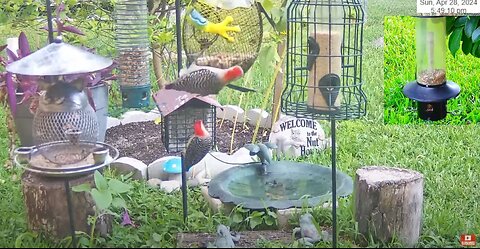 Florida Bird Feeder SWFL Live Camera HD