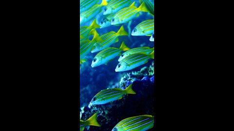 School's In Session - #nature #wildlife #fish #fishing #animals #stressrelief #meditation #sleep