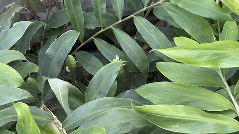 Shampoo harvest from our front yard Garden! Zingiber zerumbet or awapuhi