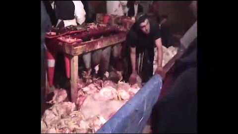 MURDERING GOYIM IS LIKE KILLING A WILD ANIMAL 🐔