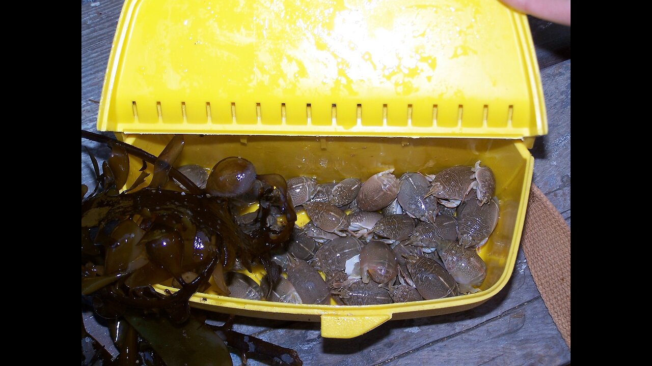 Crab n' Go Sand Crab and Flea Catcher