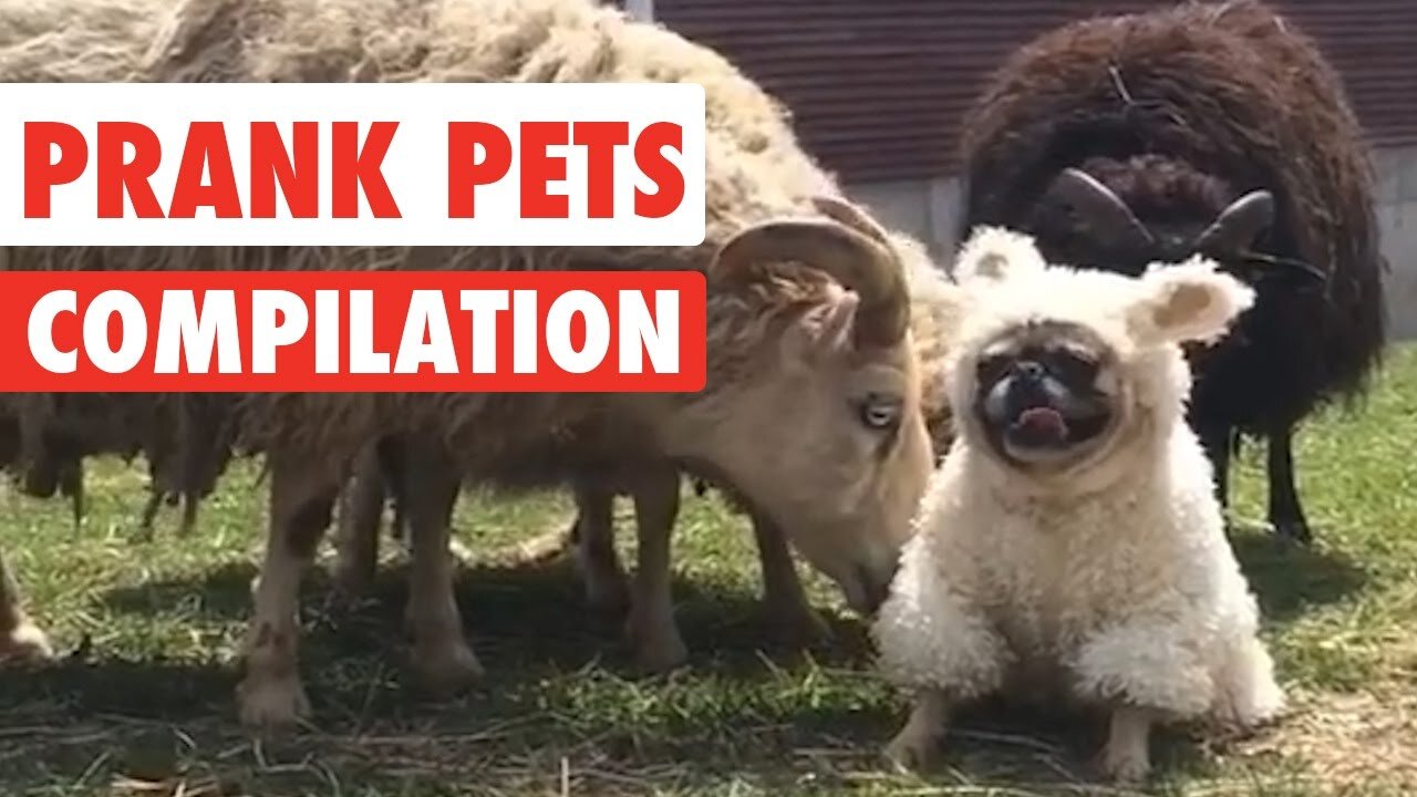 Prank Pets _ Funny Pet Video Compilation