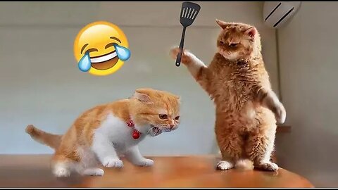 Funniest Cats of the Week – You Can’t Stop Laughing 😹