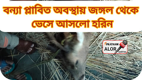 বন্যা প্লাবিত অবস্থায় জঙ্গল থেকে ভেসে আসলো হরিন