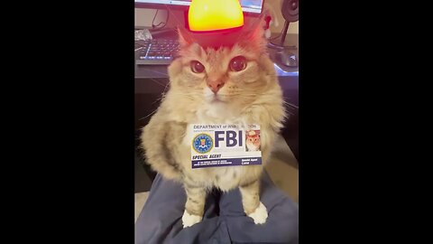 FBI hire a Cat 🐈 For Investigation