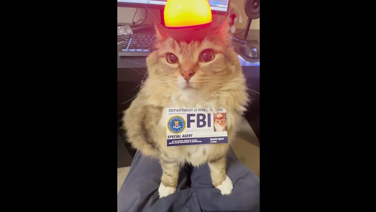 FBI hire a Cat 🐈 For Investigation