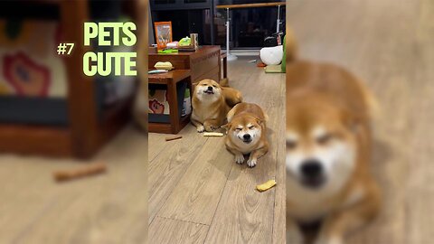 adorable pets home #7