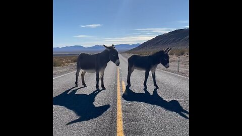 Cuando el viaje por carretera toma un giro inesperado