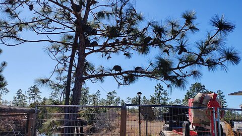 Guinea Fowl 18 week update