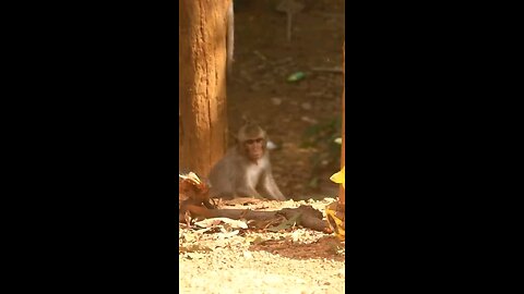CHEEKY MONKEY 🍌 PRANK GONE WILD 😂