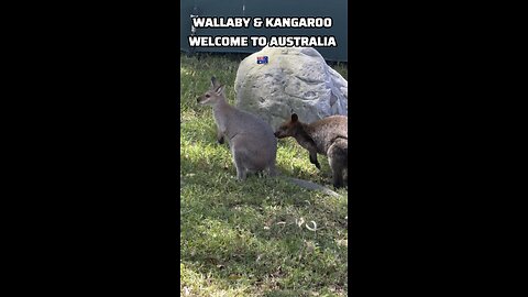 Wallaby and kangaroo : welcome to Australia 🇦🇺
