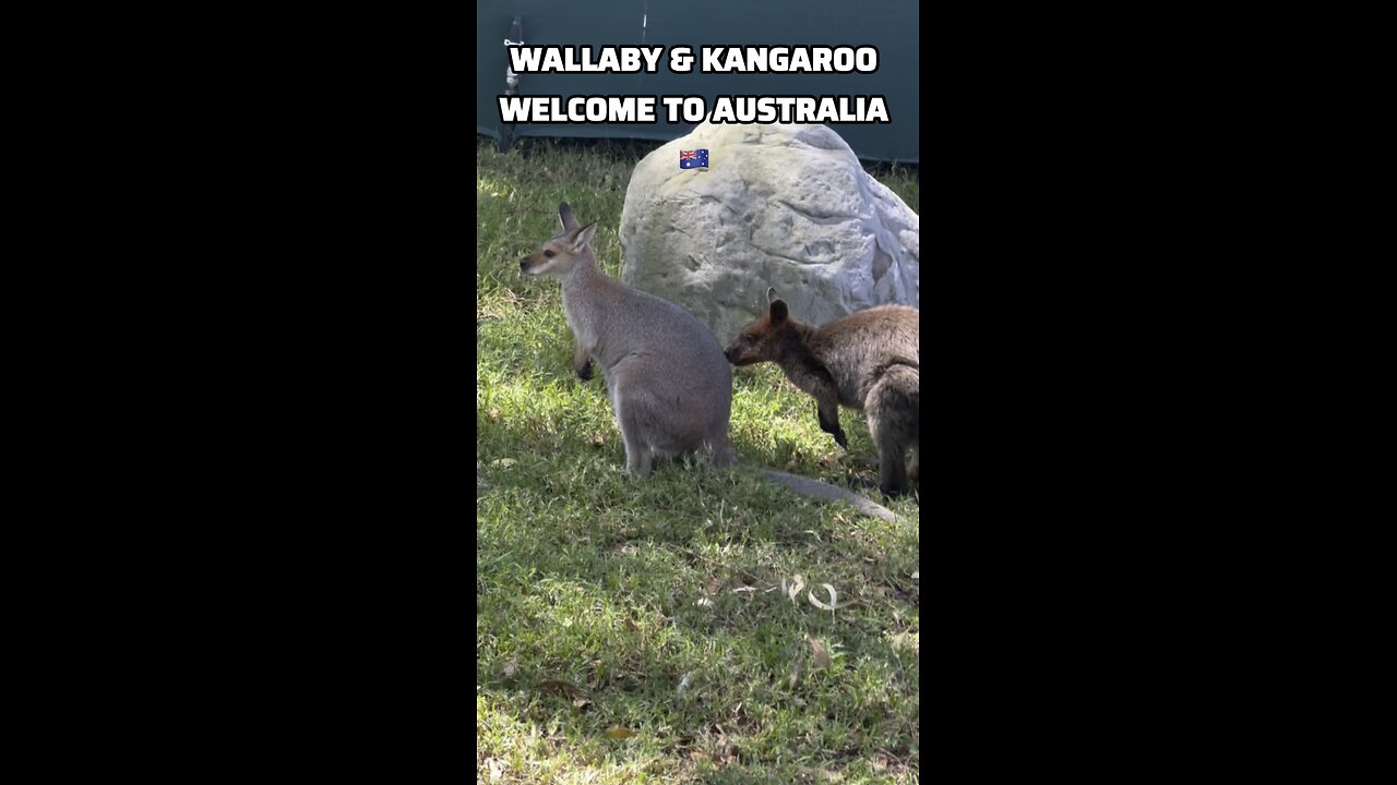Wallaby and kangaroo : welcome to Australia 🇦🇺