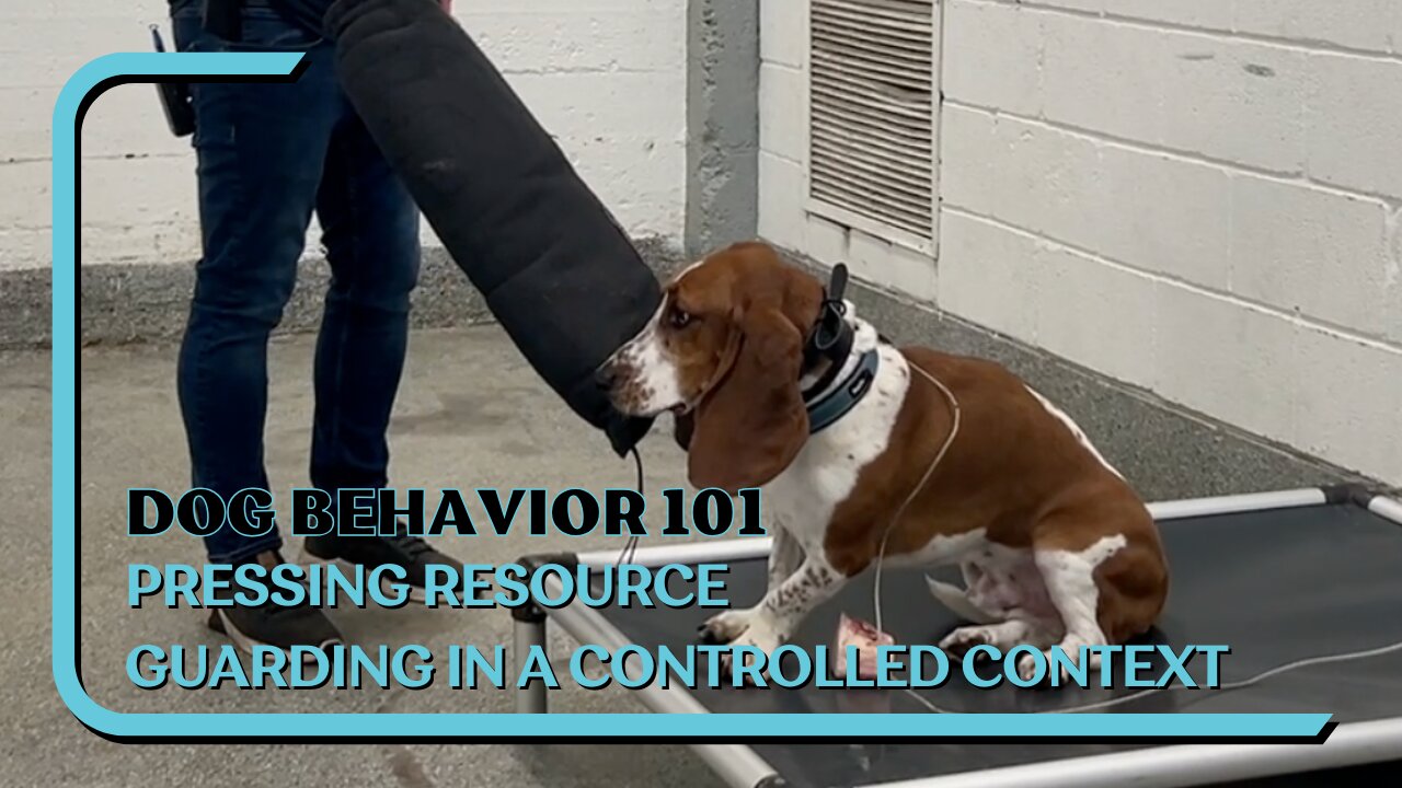 Testing A Dog's Resource Guarding In A Controlled Context, Dog Guarding At Home But Not At Facility