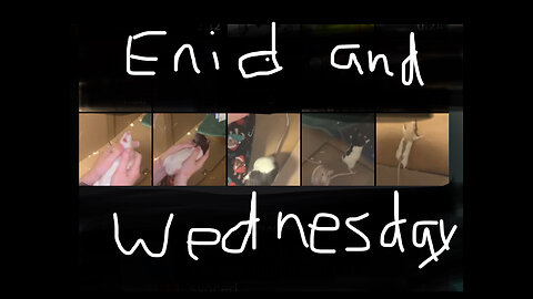 Free Roam Fun With Wednesday & Enid 🐭❤️