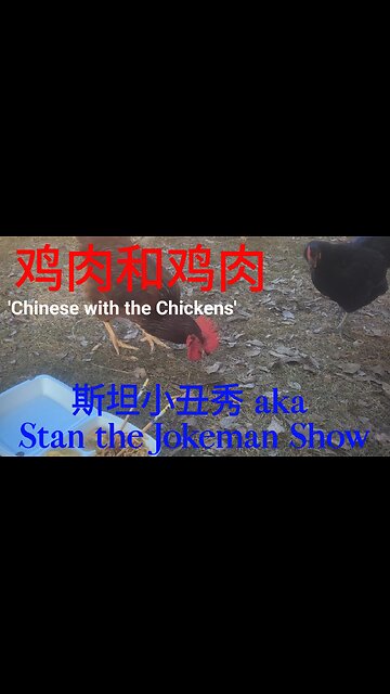 🐔 Chickens 101 Helpful Info Lesson #5 CHINESE With the Chickens