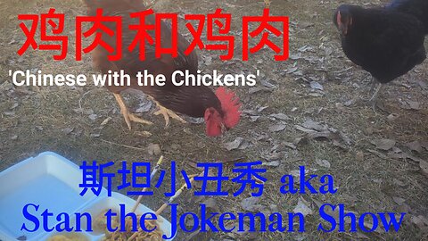 🐔 Chickens 101 Helpful Info Lesson #5 CHINESE With the Chickens