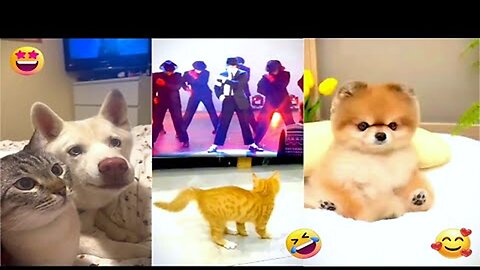 Funniest Animal Videos 11