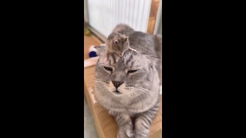 cat and mouse funny video 😂