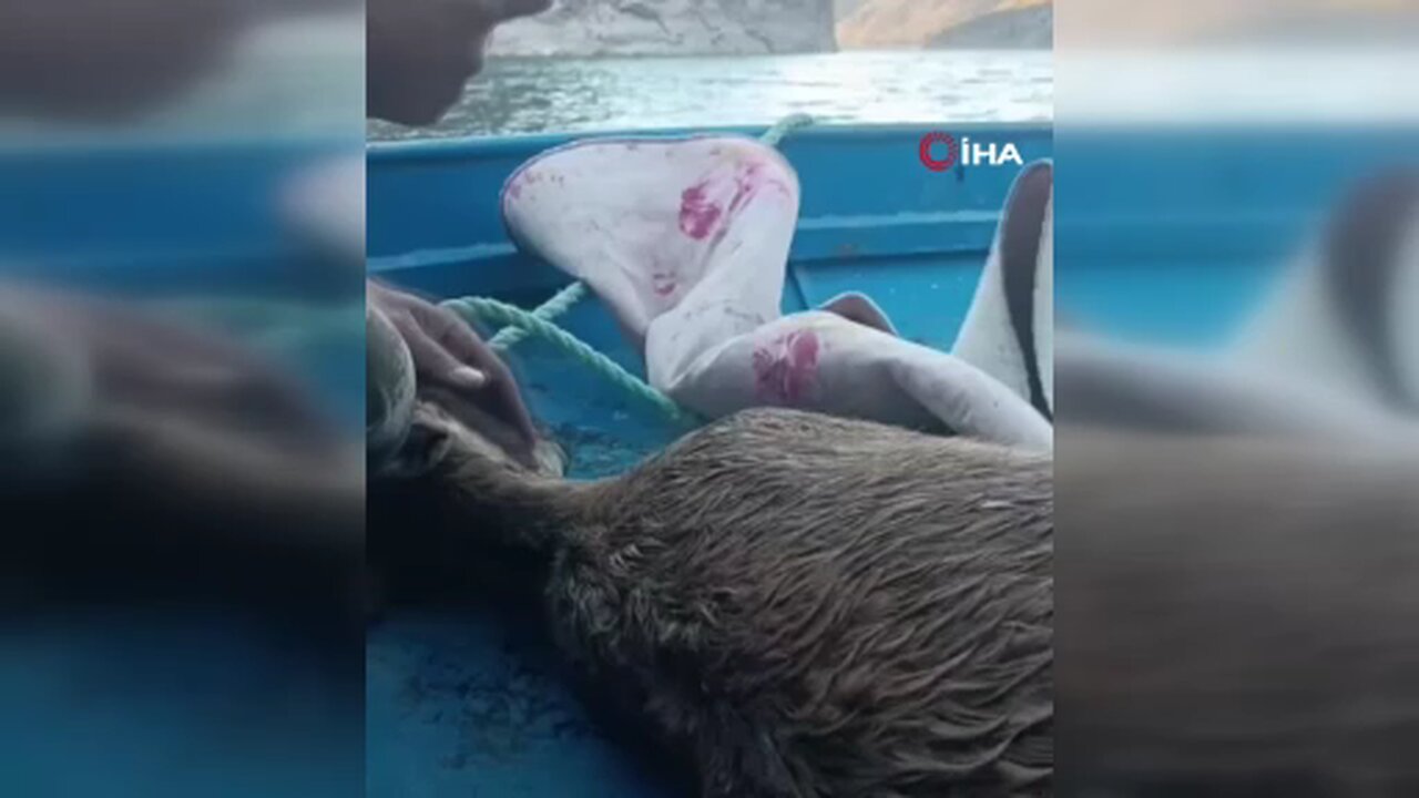 Kurtlardan kaçarken göle düşen dağ keçisini balıkçılar kurtardı