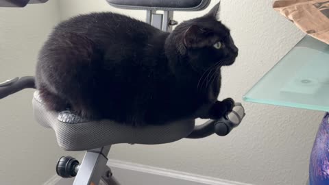 Cute Precious Piper Sits on the Exercise Bike - My Adopted Shelter Cat Vlog
