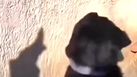 Funny animals 🤣🤣 #pet #cat #dog #cute #animals #foryou #typ