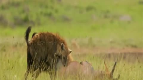 Hyenas and lions sharing food