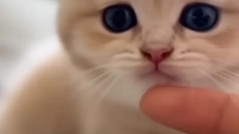 What cute little animals!