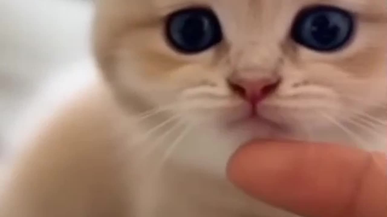 What cute little animals!