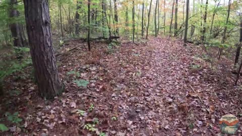Fall Colors Along SPRING CREEK NCT HIKE 100 | Hike POV, ASMR