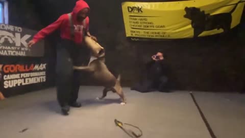 A trained pitbull was given the task of protecting the little boy