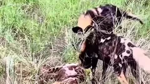 A leopard breaking the neck of an African wild dog