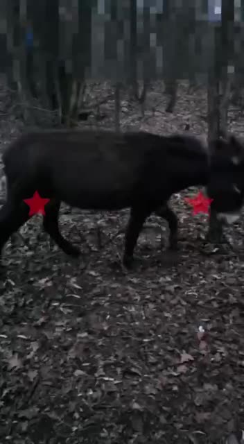 Russians Sent Comfort Donkeys