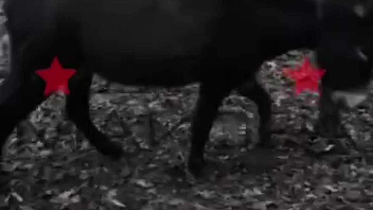 Russians Sent Comfort Donkeys