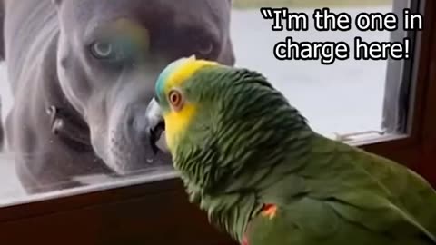 Parrot Says: I CARRIED HER 9 MONTHS!😭🦜 #papagoiecho #talkingparot #funny #parrot #parrotcomedy