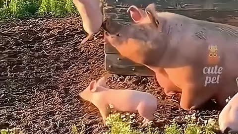Funniest animal video with music